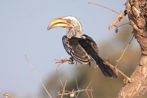 Southern Yellow Billed Hornbill