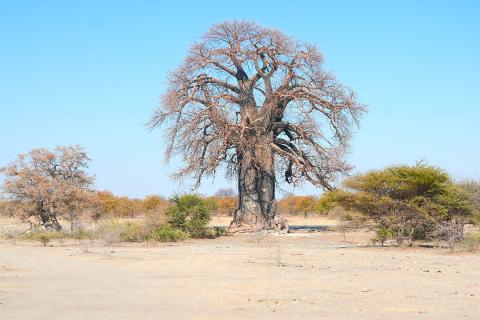 Baobab