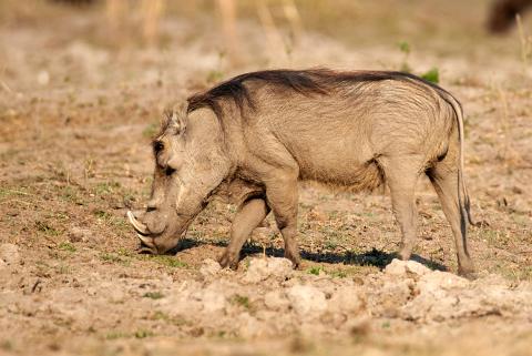 Common warthog