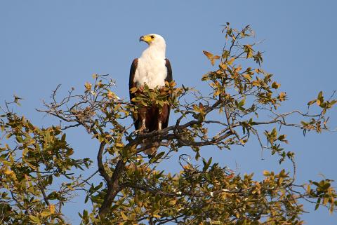 African fish eagle