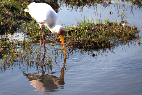 Yellow-billed stork