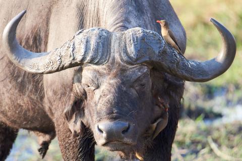 Yellow-billed oxpecker and buffalo