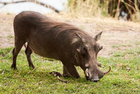 Common  warthog