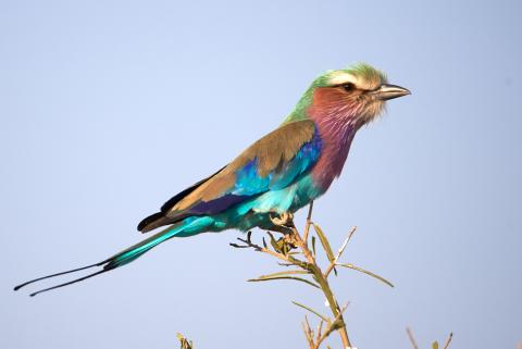 Lilacbreasted Roller