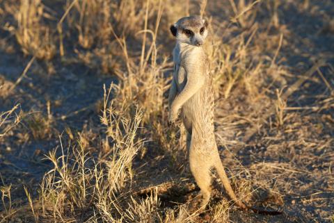 Suricate