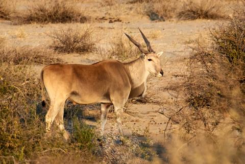 Eland