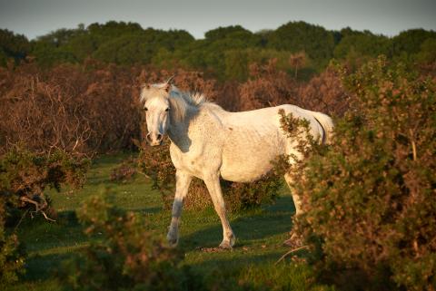 Wild horses