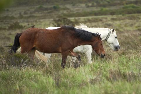 Wild horses