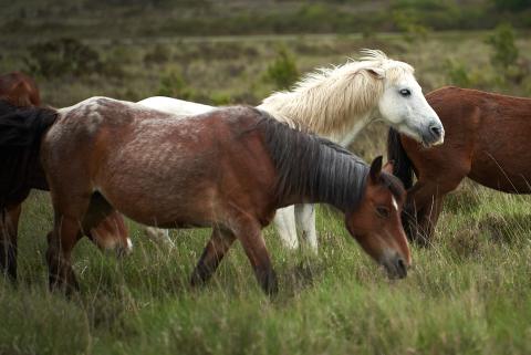 Wild horses