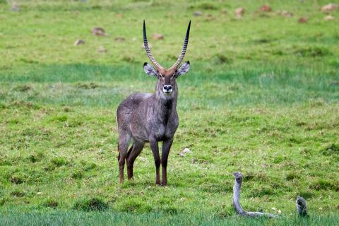 Waterbuck