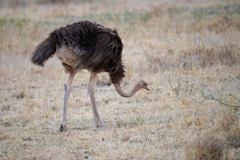 Ostrich female