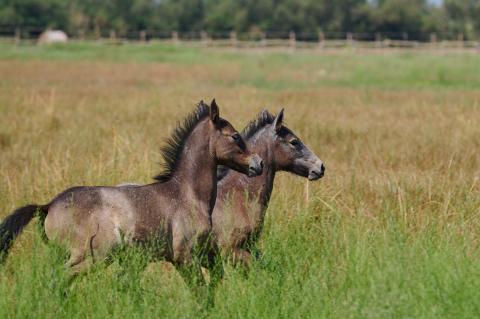 Wild Horse