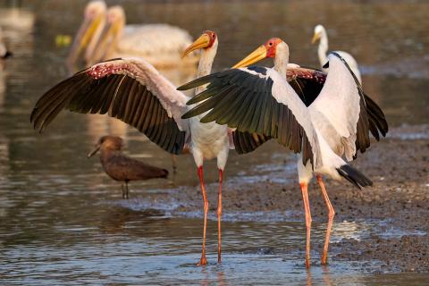 Yellow-billed stork