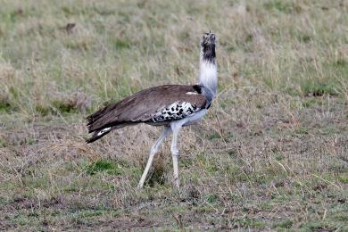 Kori Bustard